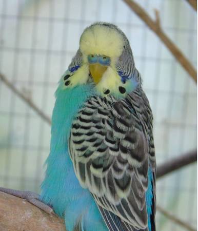 Parakeet 1