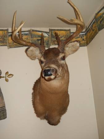 DEER SHOULDER MOUNT 1