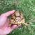 Tortoise (Leopard Tortoise) 4 thumbnail