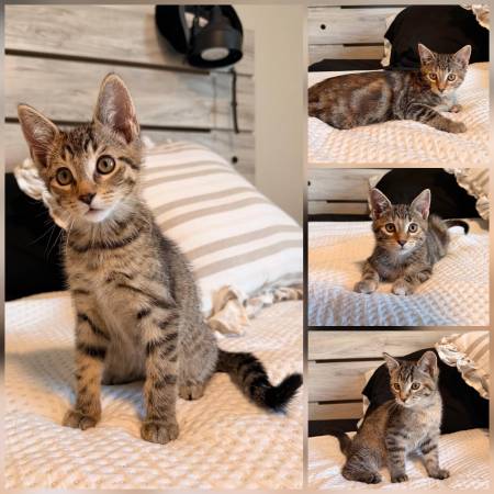12 Week Kittens 1