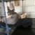 Sphynx 3 thumbnail