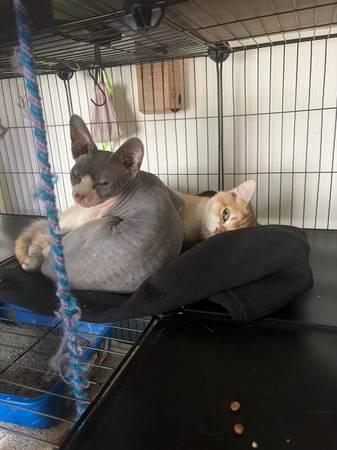 Sphynx (San Francisco)542157726590576642
