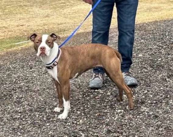 Found dog, Ham Lake (Ham Lake)