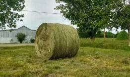 Alfalfa hay 1