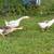 Geese 2 thumbnail