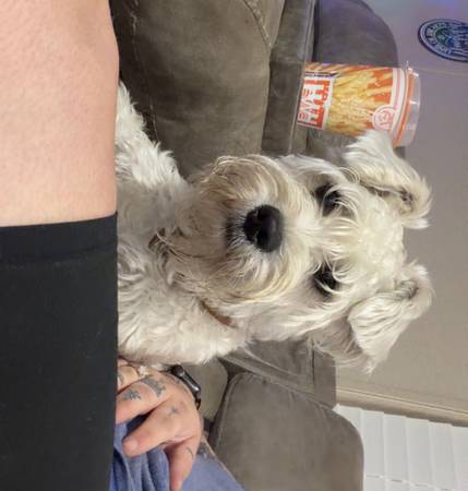 Schnauzer475095487155415043