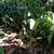 Swiss Cheese Plant-Monstera 2 thumbnail
