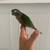 Parrot 6 thumbnail