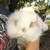 Mixed dwarf rabbits 6 thumbnail