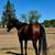 12 year old REGISTERED Thoroughbred Mare 9 thumbnail