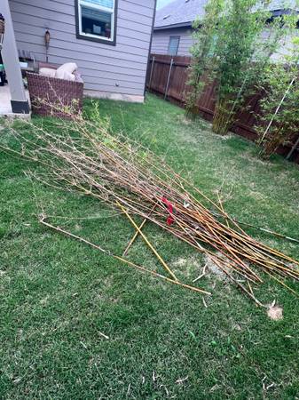 Bamboo stalks 1