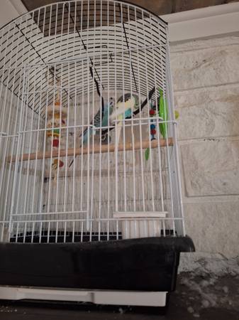 2 parakeets 1