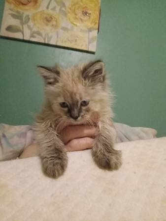 Kittens 1
