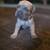Cane Corso rehoming! 3 thumbnail