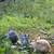 Bunnies 5 thumbnail