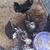 Spotted Houdan Rooster 4 thumbnail