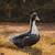 ducklings and ducks available for sale 3 thumbnail