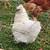 Hatching eggs 5 thumbnail