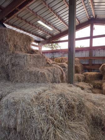 Free Hay 1