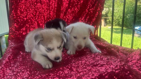 Huskys (Rosharon)63859313762563123