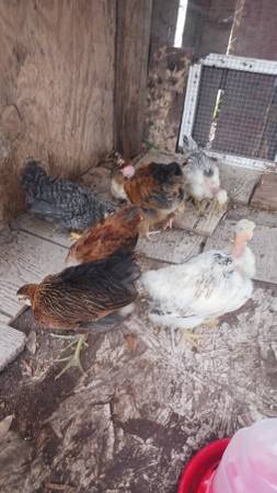 pollos 1