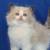 Tiny Fluffballs - 2 thumbnail