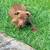 puppy 2 thumbnail