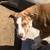 Border collie mix pups 2 thumbnail