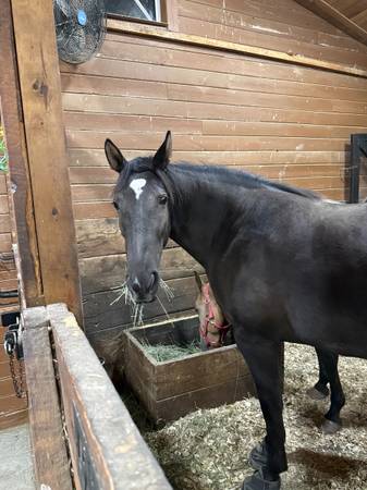 HORSE TRAINER NEEDED-EXPERIENCED IN DRESSAGE, WESTERN OR ENGLISH! 1