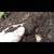Top soil/compost 3 thumbnail