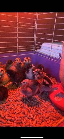 Blue bell amd bannie chicks for sale 1