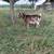 ADGA Regestered & Nonregistered Nigerian Dwarf born 2026 1 thumbnail