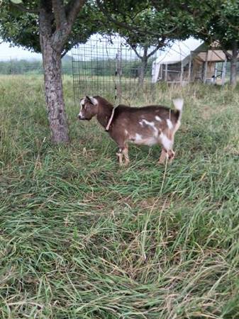 ADGA Regestered & Nonregistered Nigerian Dwarf born 2026 1