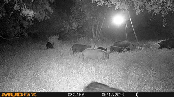 Hogs 1