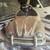 VW pedal car 1 thumbnail