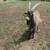 3 Nigerian Dwarf Goats 4 thumbnail
