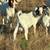 Boer Bucks 2 thumbnail