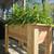 Handmade Cedar Elevated Raised Garden Bed – 36x18x30 – Ready to Plant 6 thumbnail