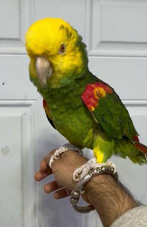 Magna double yellow headed amazon parrot 1