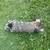 Lop Bunnies for Sale 6 thumbnail