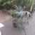 Golden Cane // Triangle // Dwarf date // Med fan // King Palms 20 thumbnail