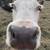 Cows 1 thumbnail