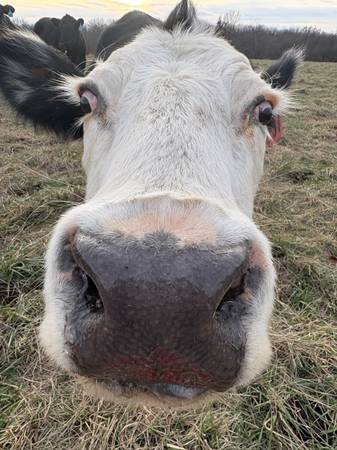 Cows 1