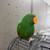 Cotorra Ecletus 2 thumbnail