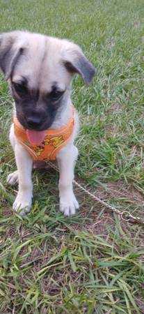 Cachorro de 14 semanas (Beverly Hills)63861890293505121