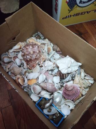 Seashells Collection 1