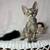Black tabby 3 thumbnail