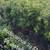 Podocarpus full side $15
 3-gallon 3 feet tall 
Installation $6
Pickup available 4 thumbnail