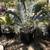 Cycads - Selling entire collection 14 thumbnail