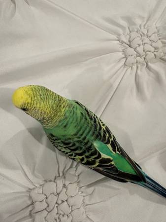Parakeets (Tacoma)576607040821667841